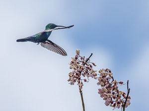 Green-Throated Carib, English Harbor, Antigua Barbuda